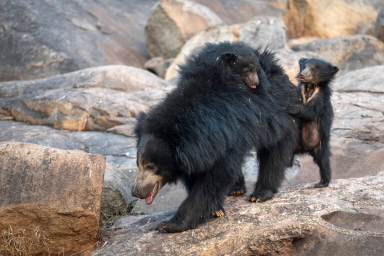 Sloth_Bear_With_Cubs